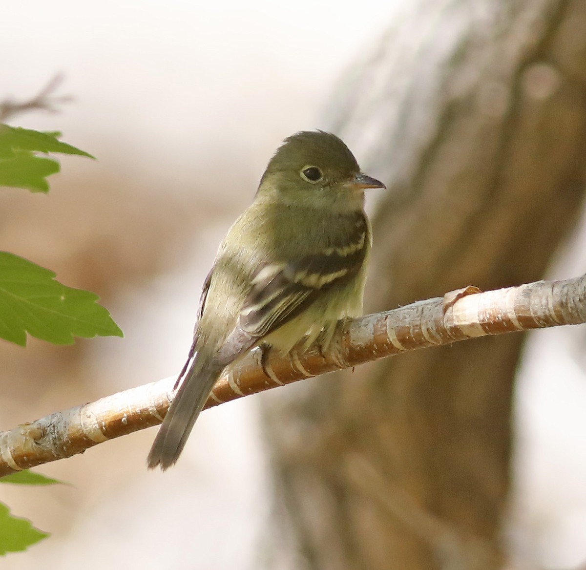 Acadian Flycatcher - ML576038551
