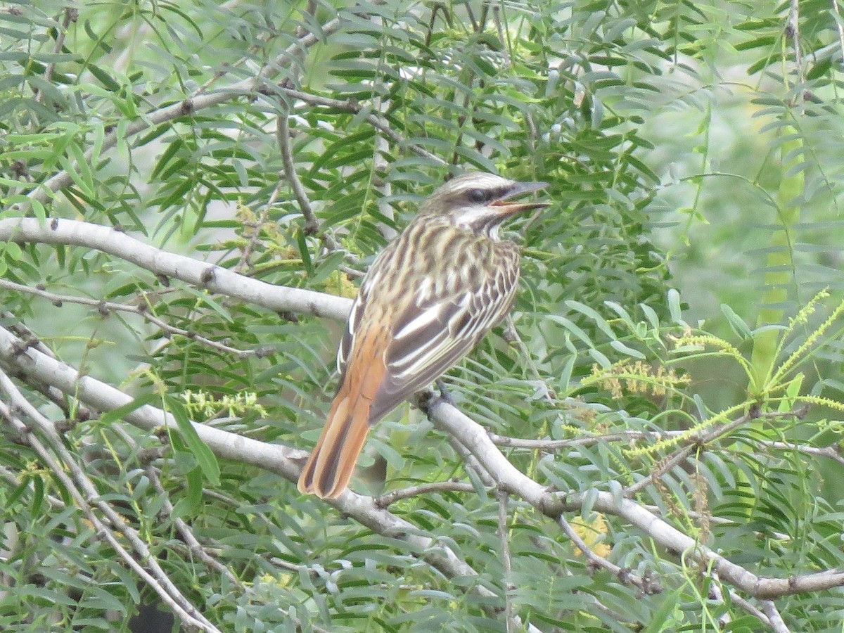 Sulphur-bellied Flycatcher - ML576038581