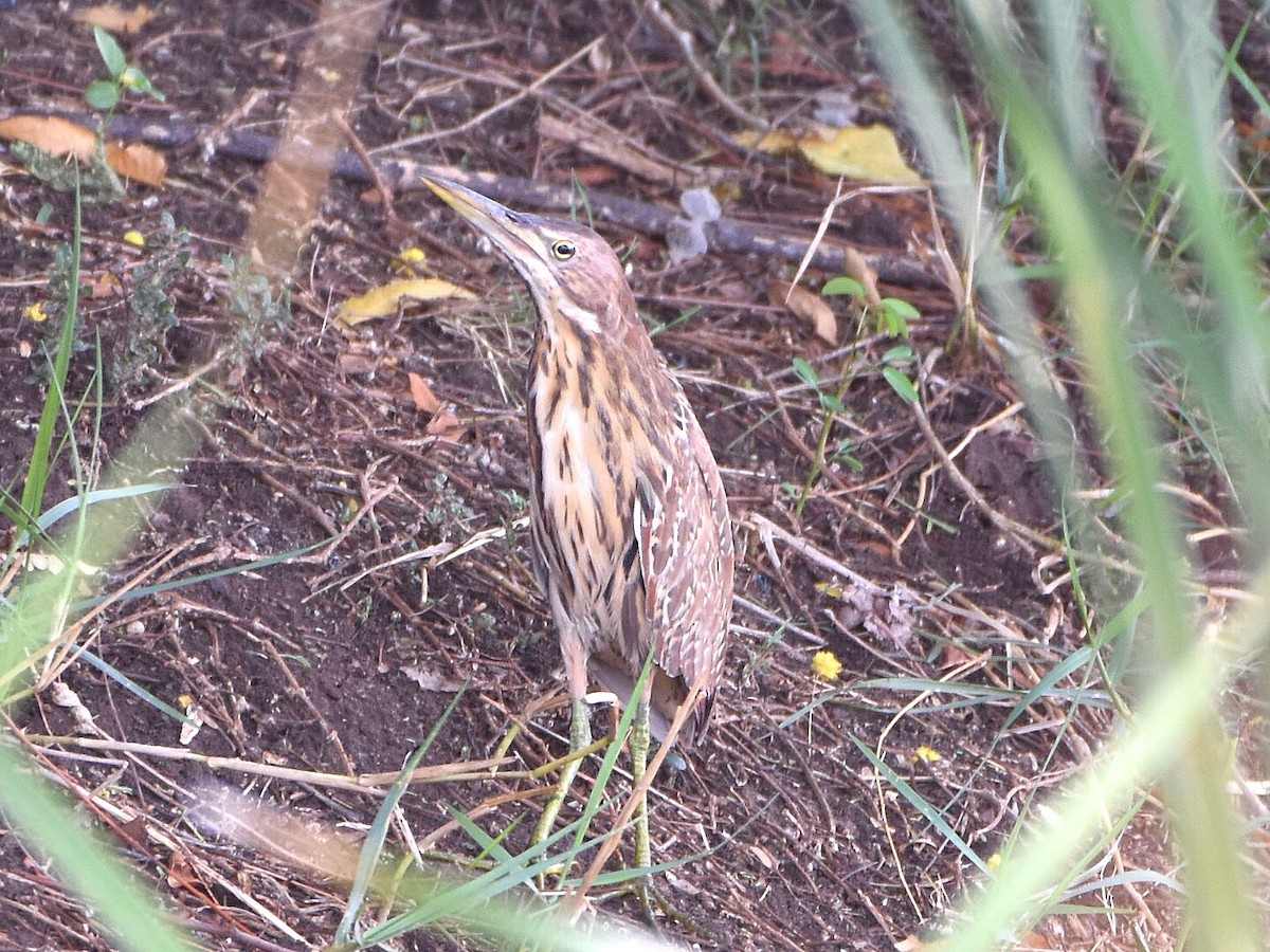 Cinnamon Bittern - ML57603861