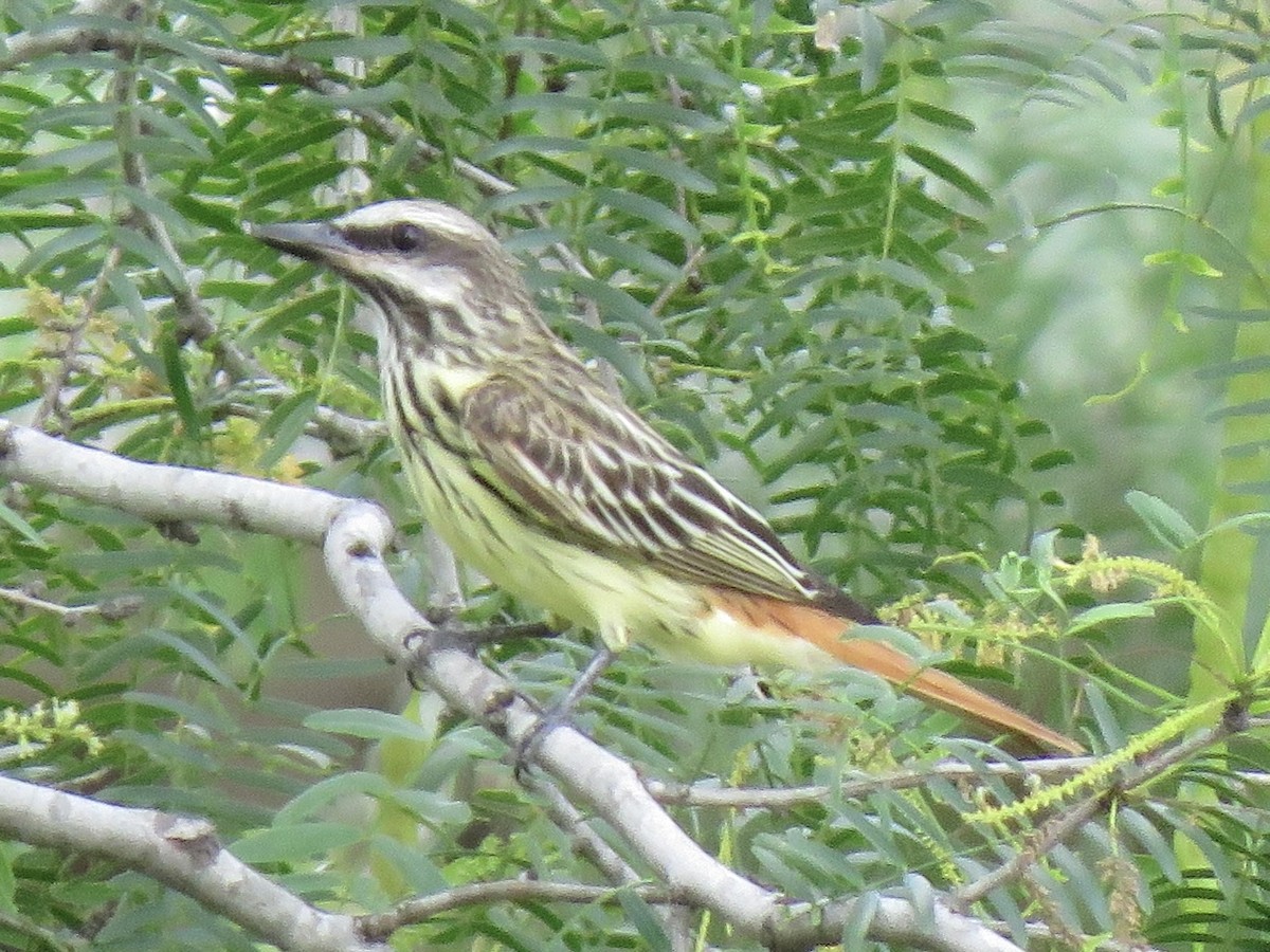 Sulphur-bellied Flycatcher - Jeffrey Bryant