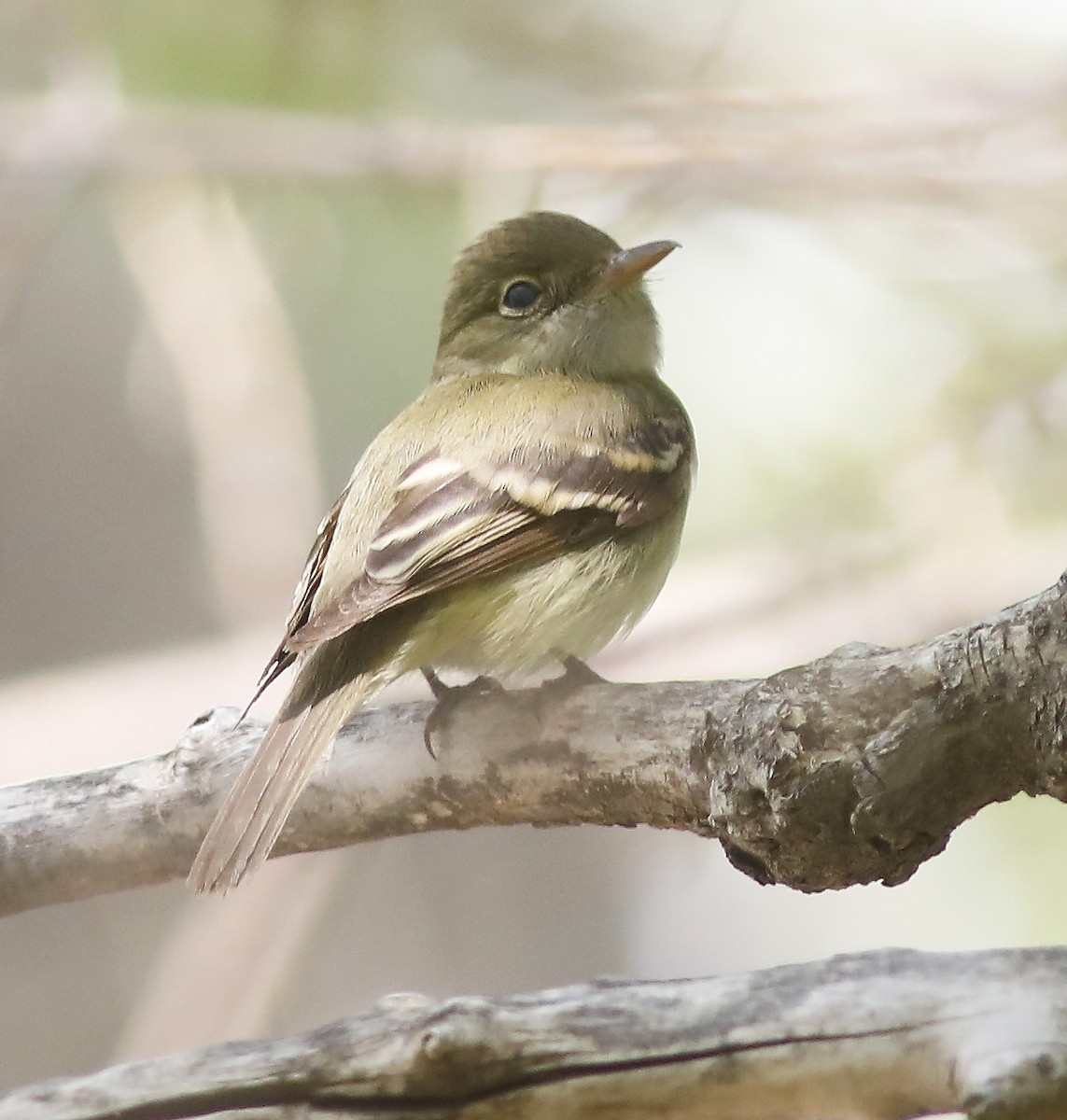 Acadian Flycatcher - ML576038661