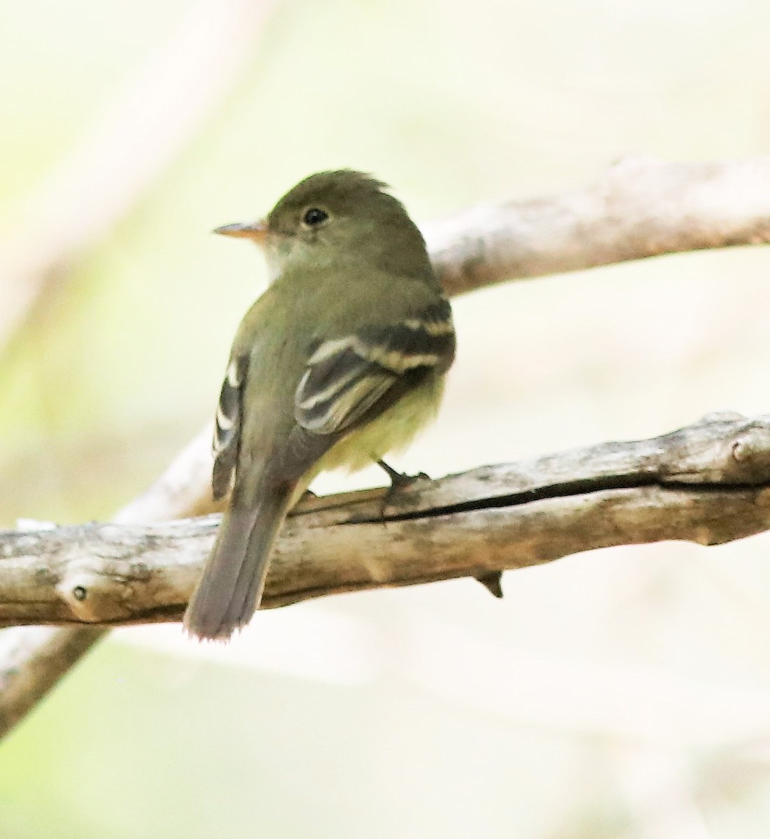 Acadian Flycatcher - Bill Maynard