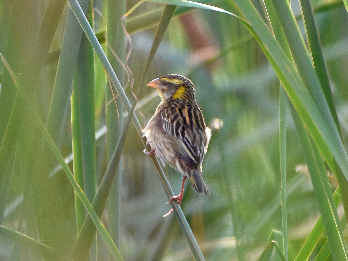 Streaked Weaver - ML57603921