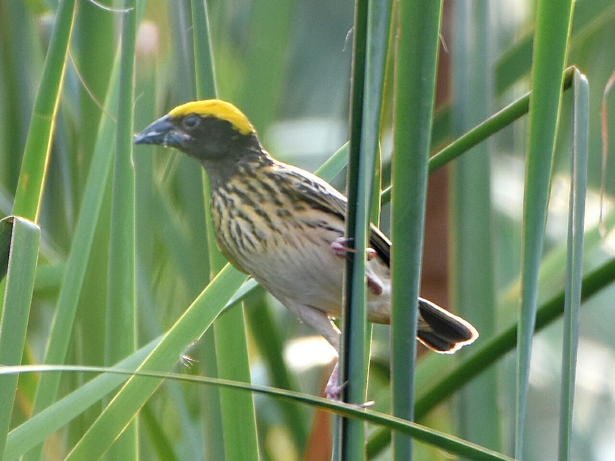 Streaked Weaver - ML57603941