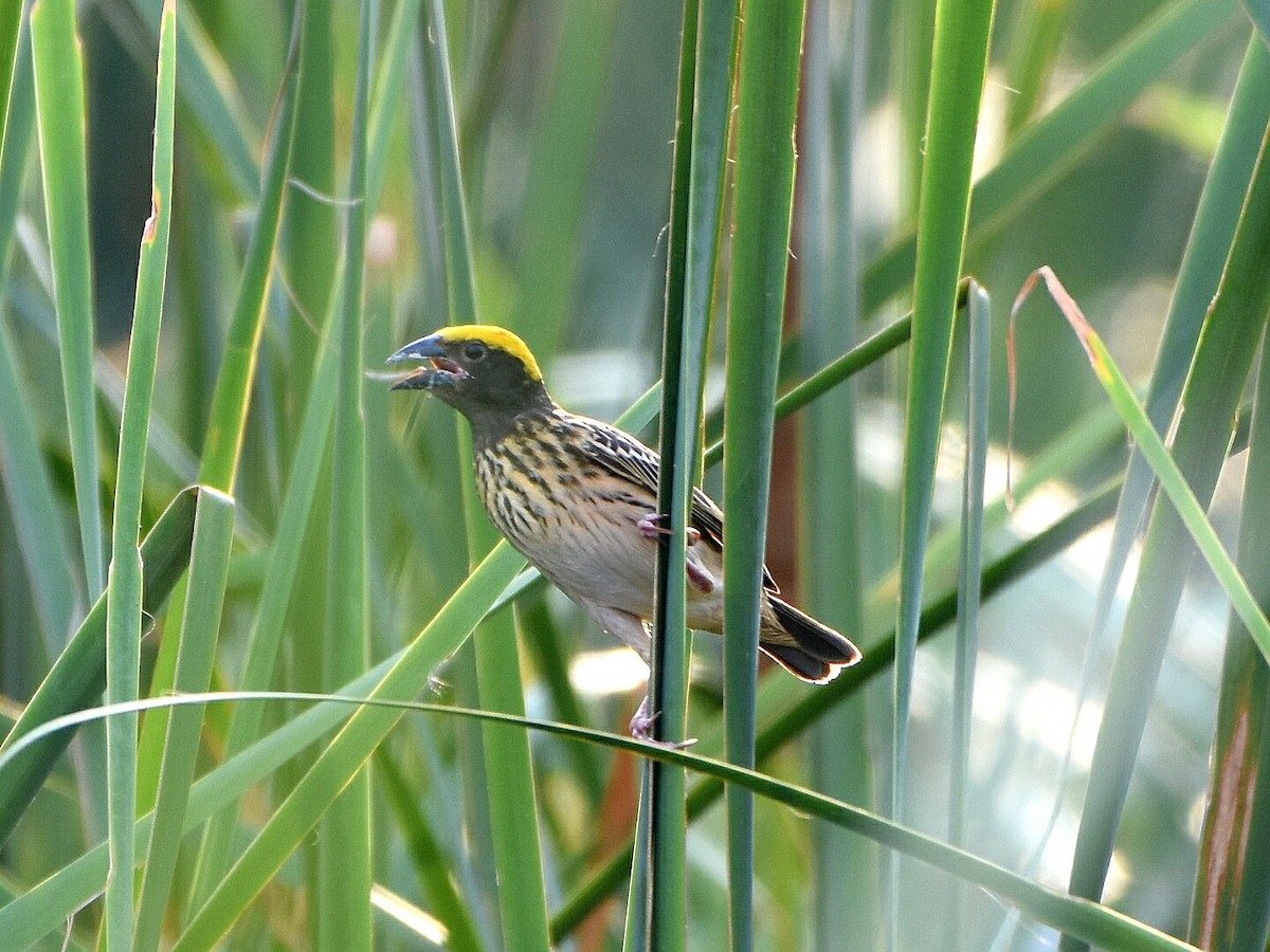 Streaked Weaver - ML57603951