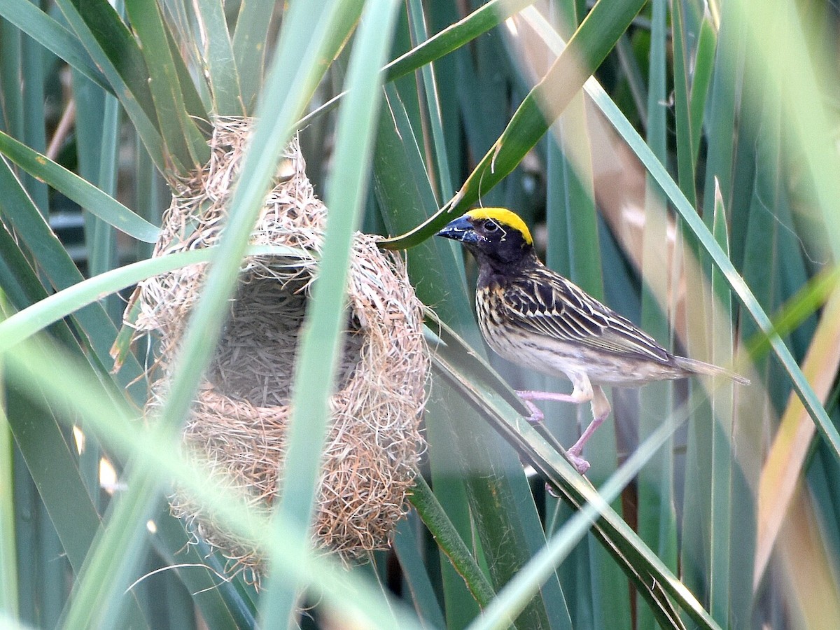 Streaked Weaver - ML57603961