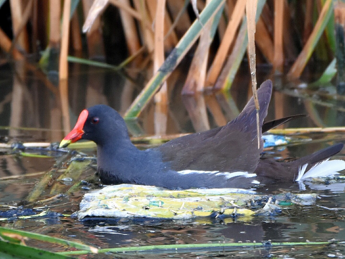 Eurasian Moorhen - ML57603981