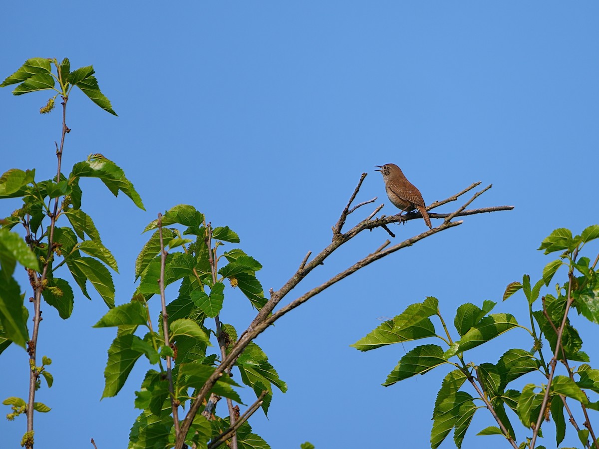 House Wren - Mei Hsiao