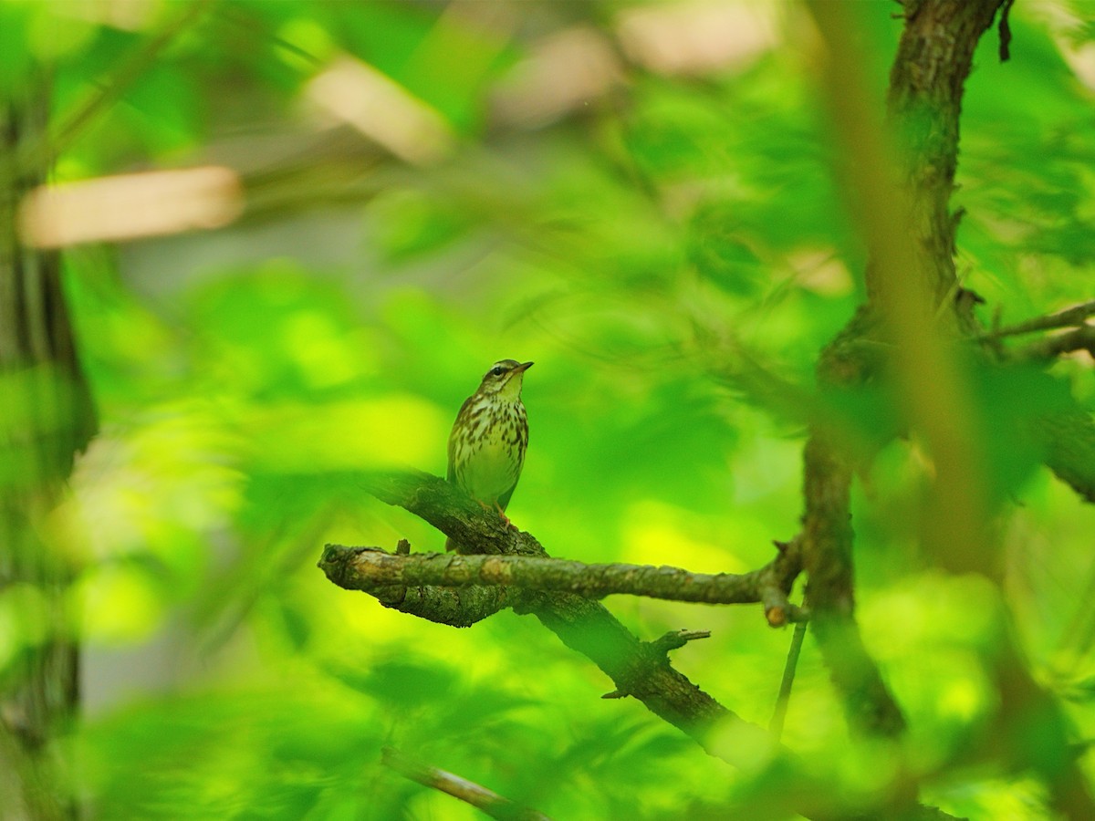 Louisiana Waterthrush - ML576040051