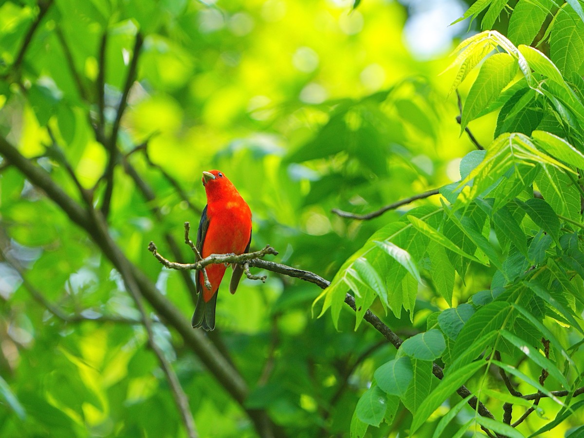 Scarlet Tanager - Mei Hsiao