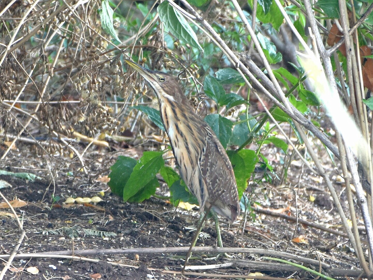 Cinnamon Bittern - ML57604031