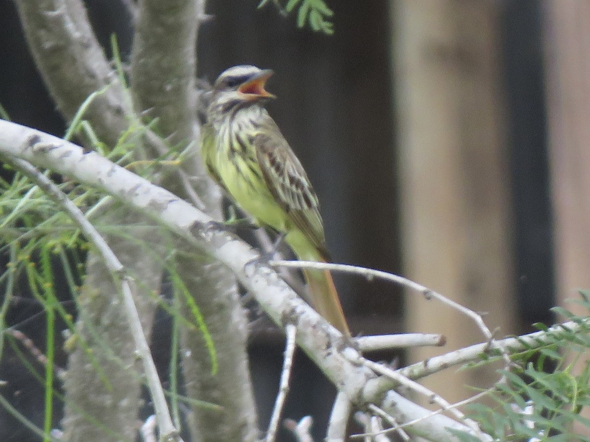 Sulphur-bellied Flycatcher - ML576040491