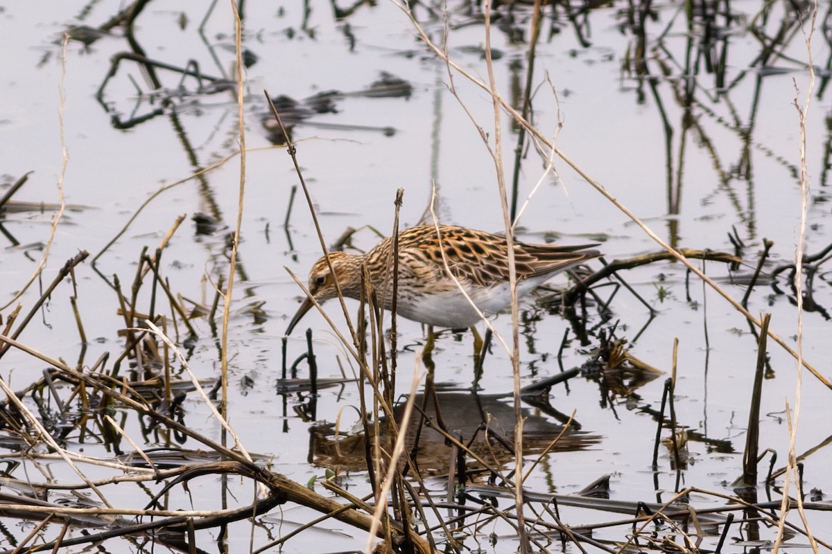 Pectoral Sandpiper - ML576042341