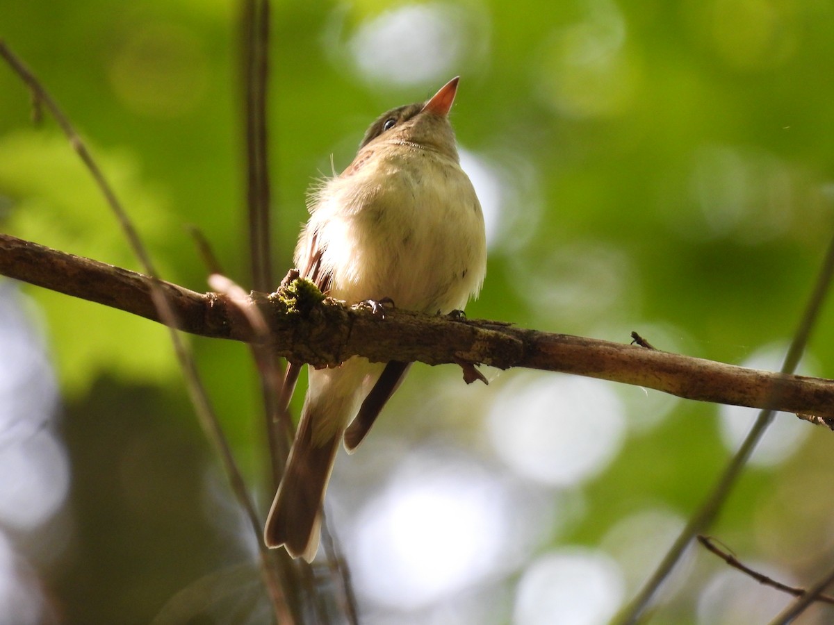 Acadian Flycatcher - ML576042541