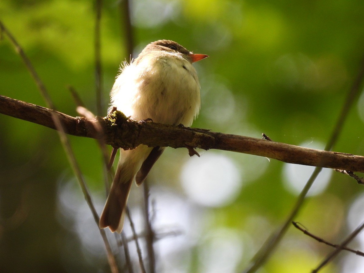 Acadian Flycatcher - ML576042551