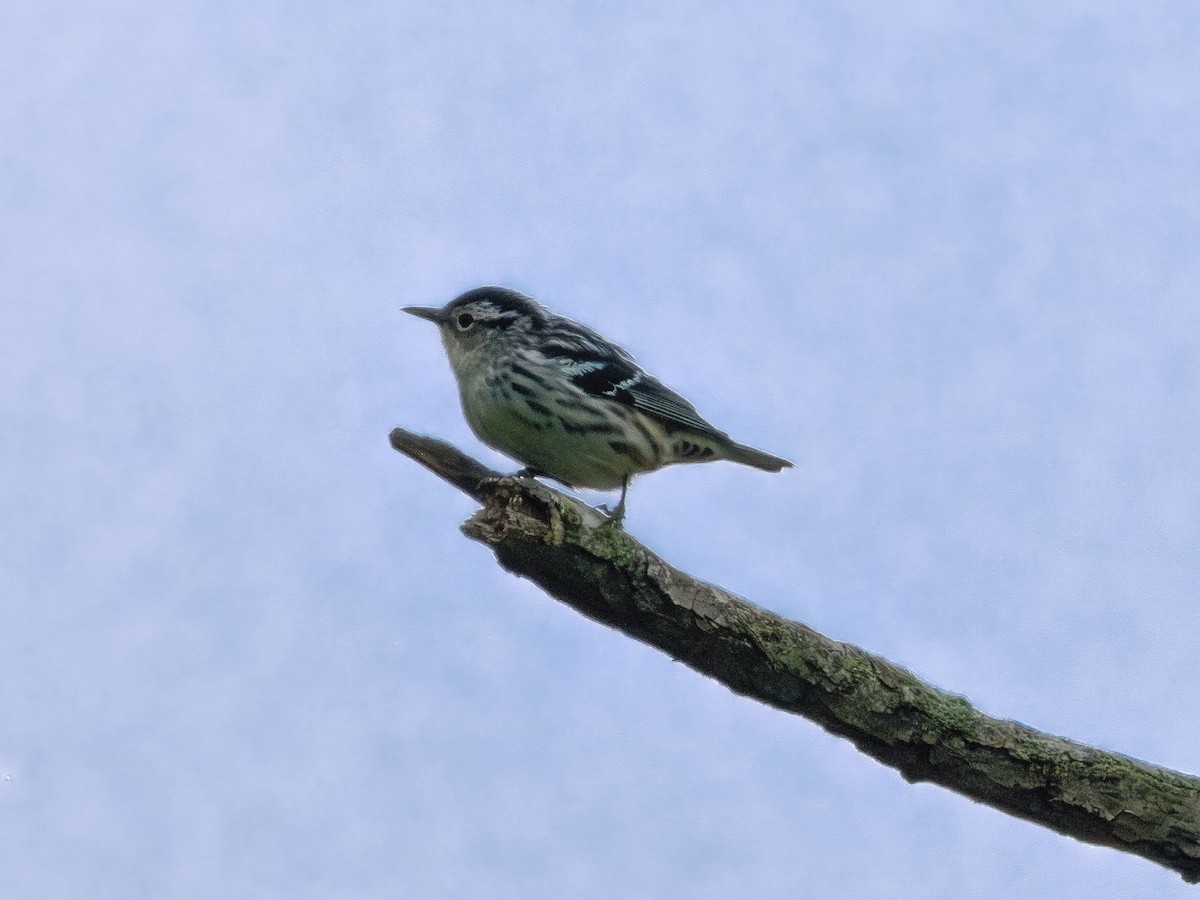 Black-and-white Warbler - ML576042681