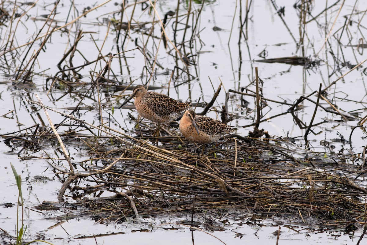 Short-billed Dowitcher - ML576042861