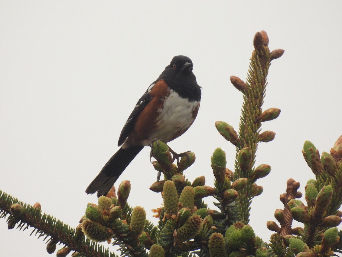 Spotted Towhee - ML576042981
