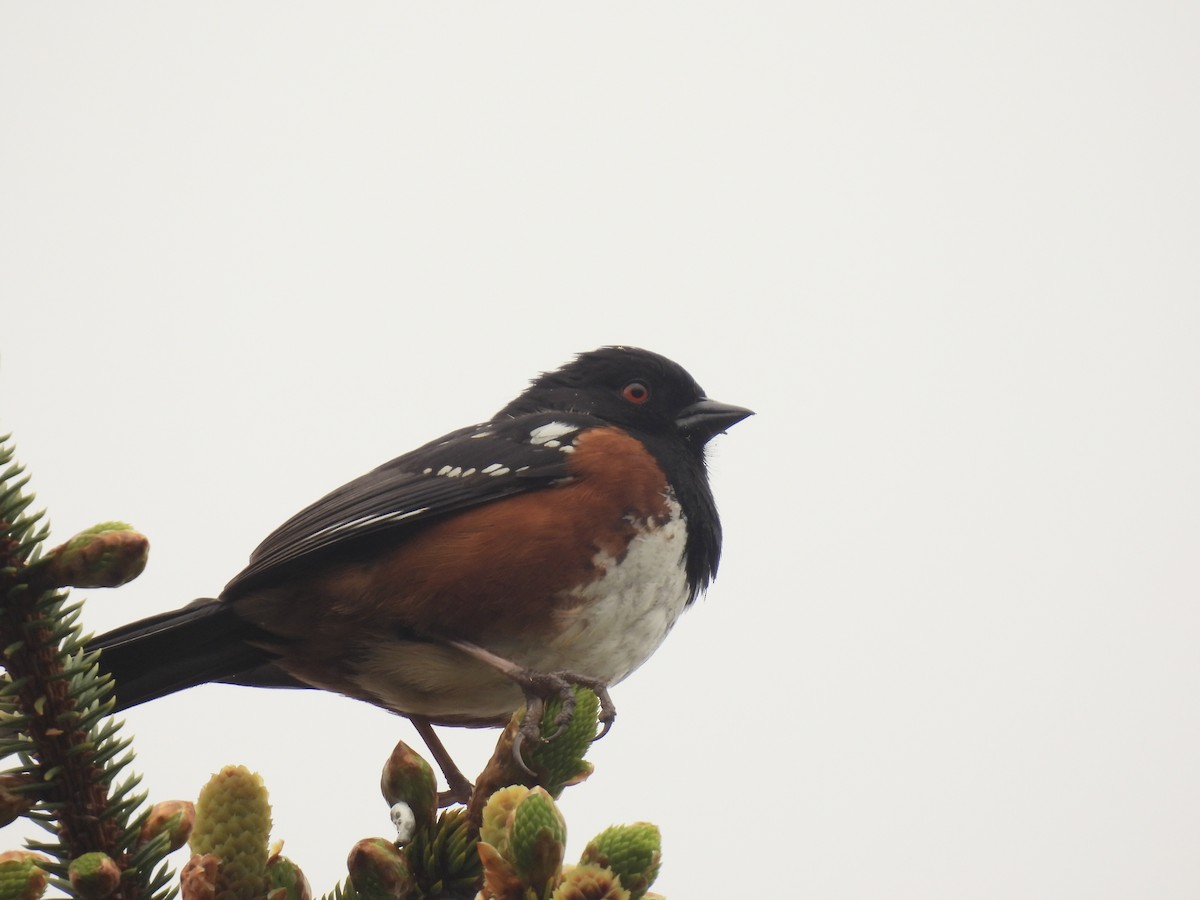 Spotted Towhee - ML576043171