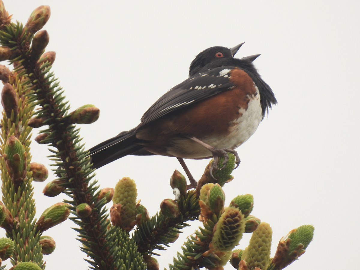 Spotted Towhee - ML576043211