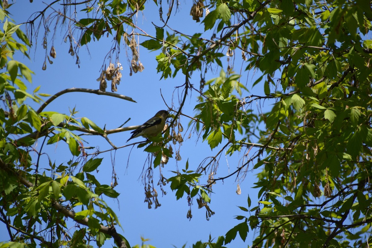 Evening Grosbeak - ML576043731