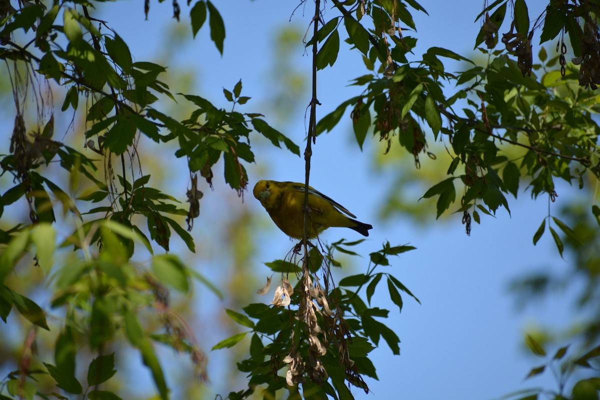 Evening Grosbeak - ML576043741