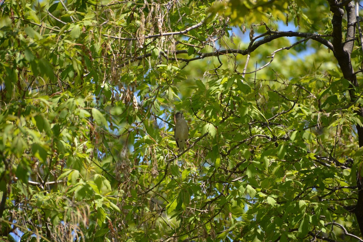 Evening Grosbeak - ML576043751