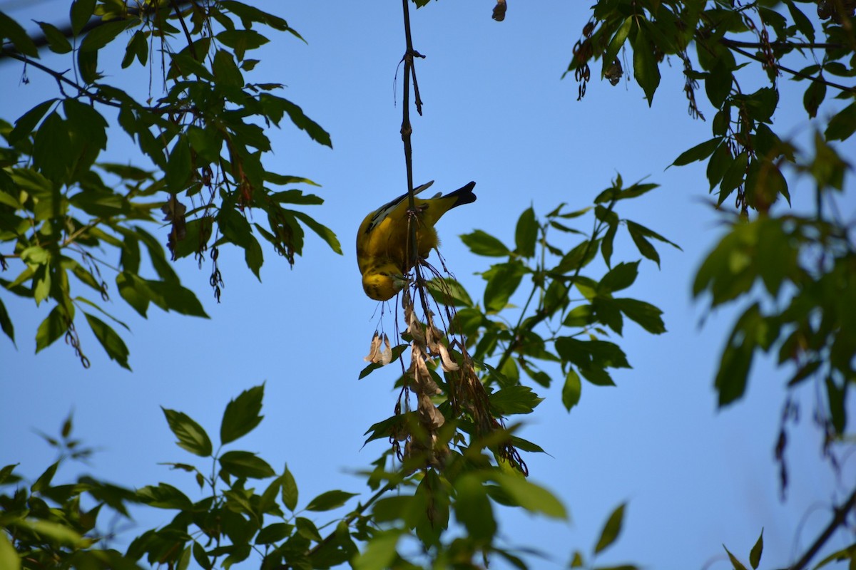 Evening Grosbeak - ML576043761
