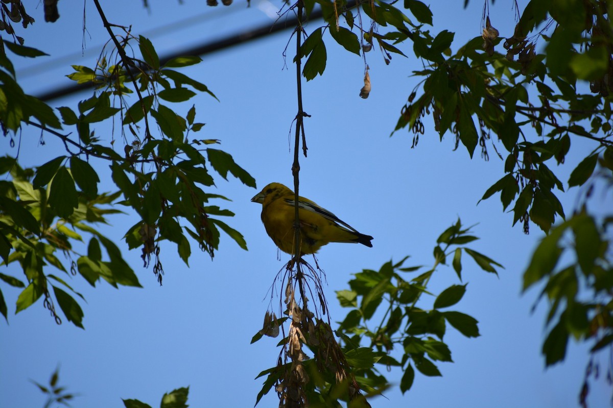 Evening Grosbeak - ML576043771