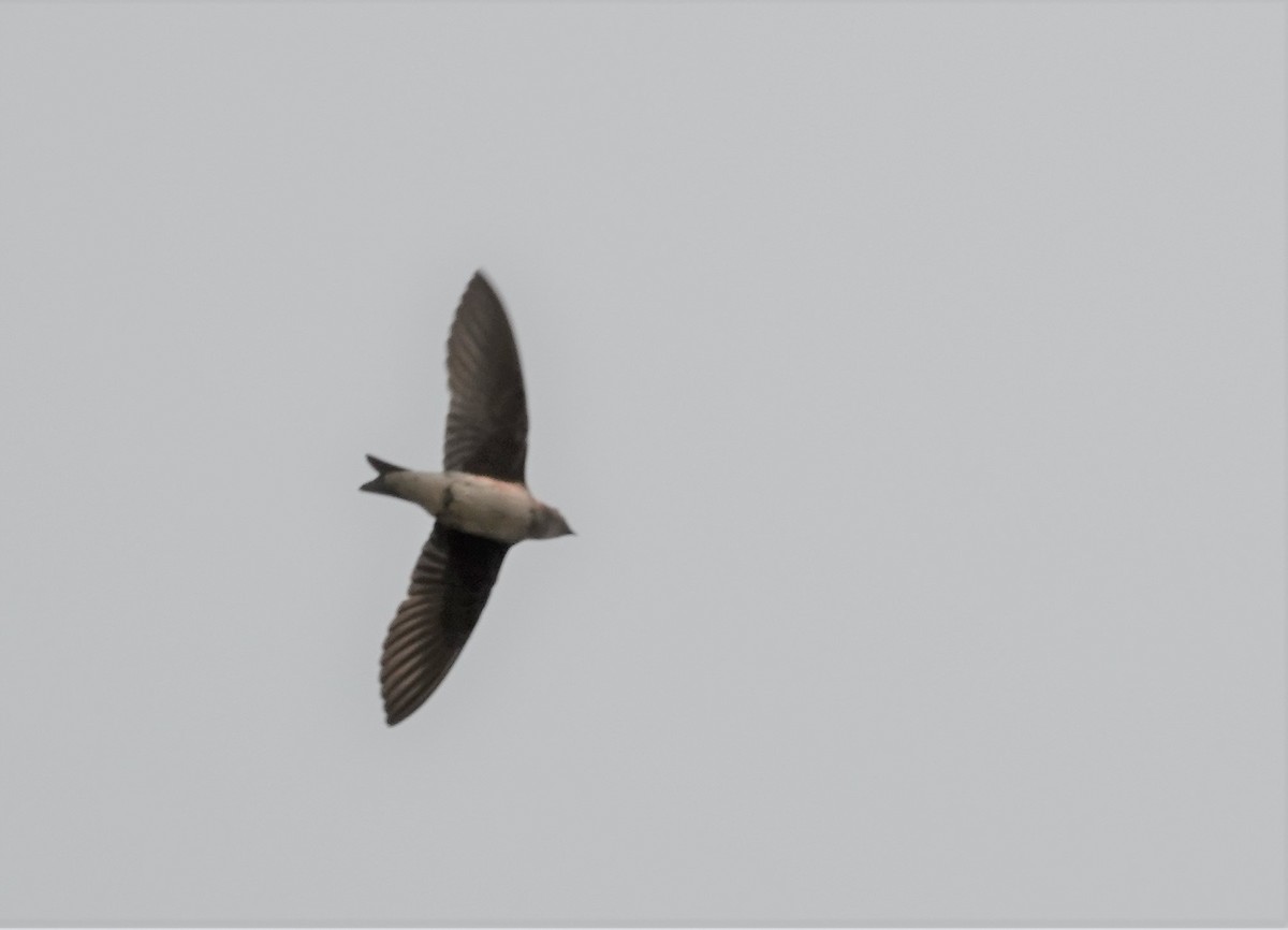 Golondrina Purpúrea - ML576043821