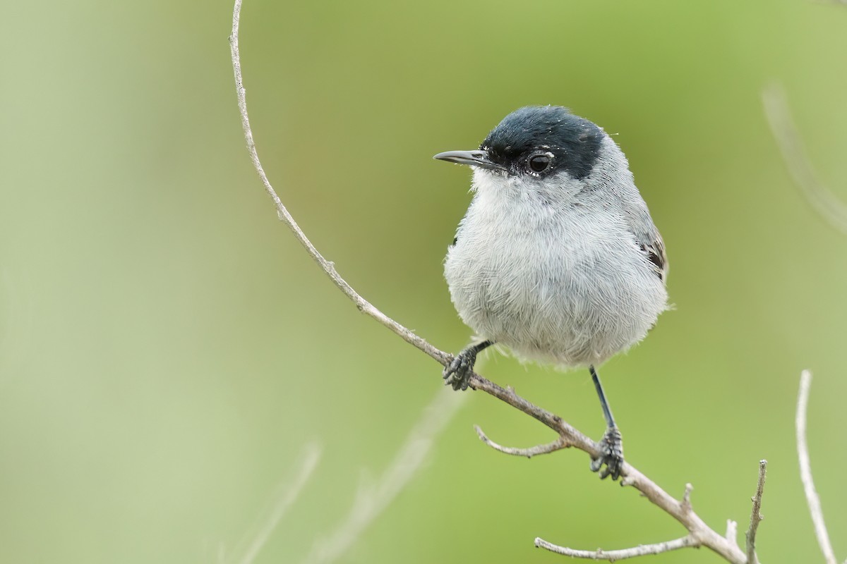 California Gnatcatcher - ML576043891