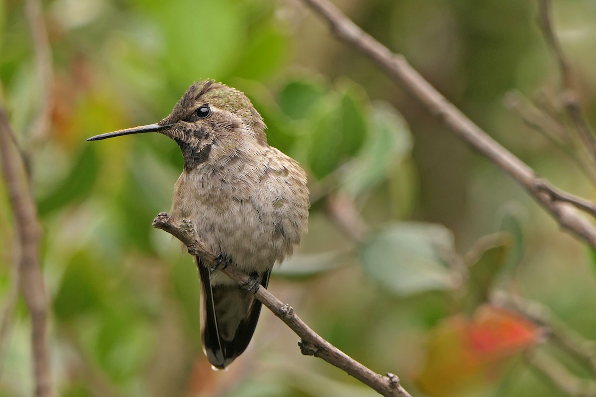 Anna's Hummingbird - Robert Hamilton