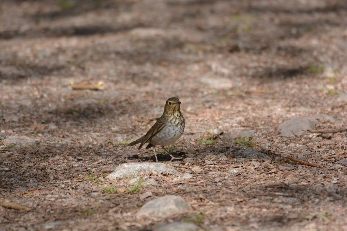 Swainson's Thrush - ML576044411