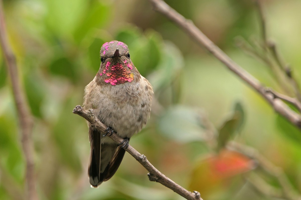Anna's Hummingbird - Robert Hamilton