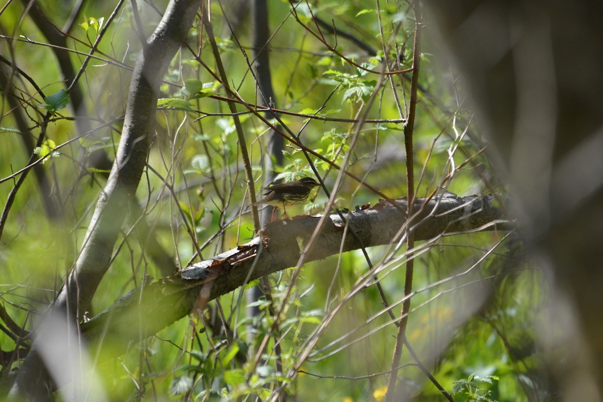 Northern Waterthrush - Brittany Tartaglia