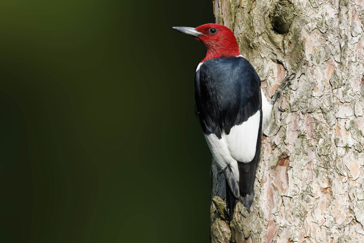 Red-headed Woodpecker - Peter Darcy