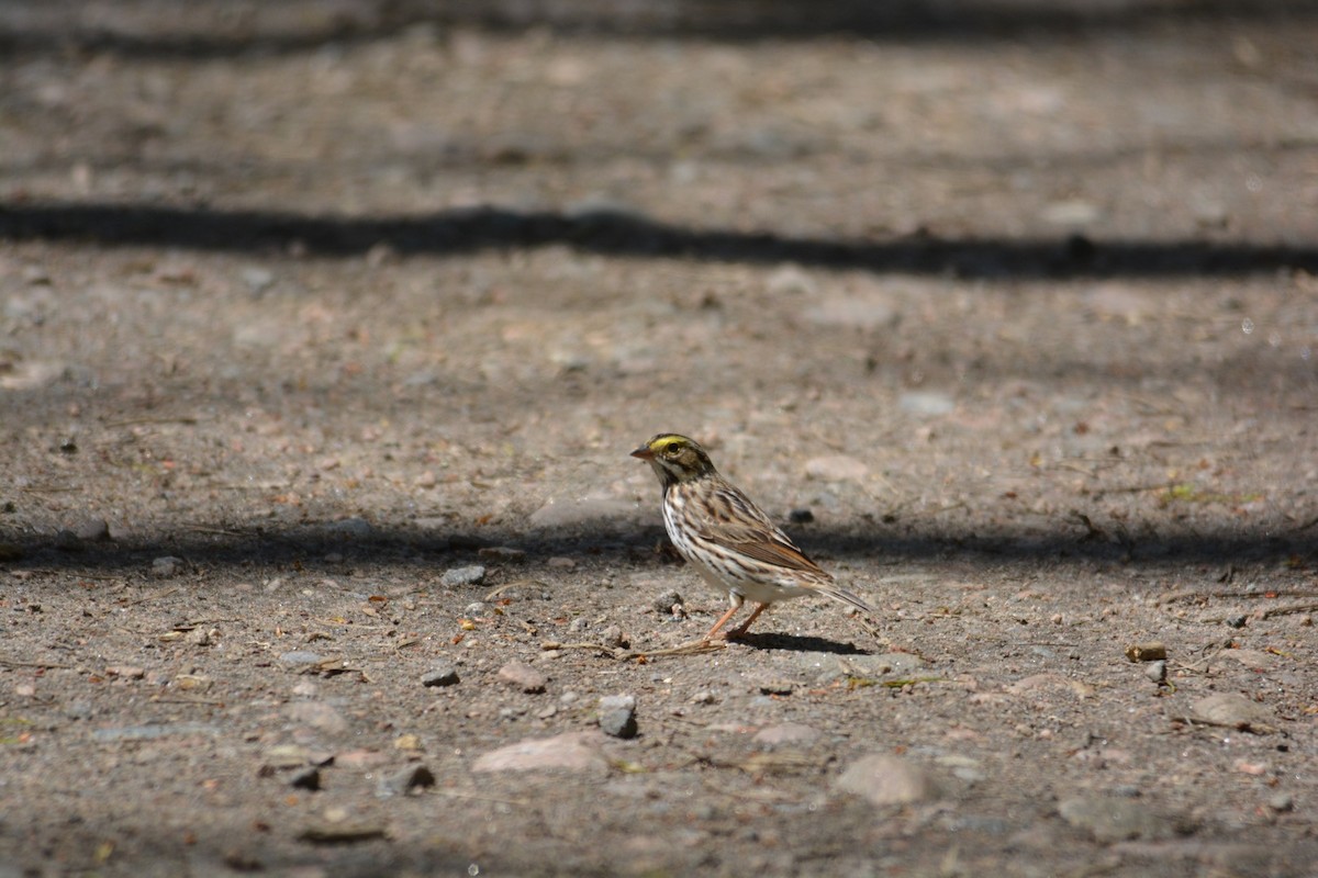 Savannah Sparrow - Brittany Tartaglia