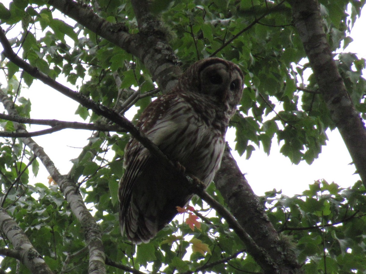 Barred Owl - ML576045611