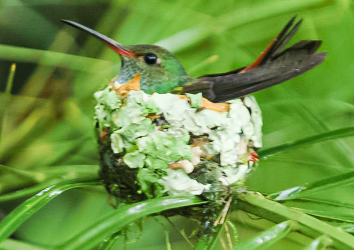 Rufous-tailed Hummingbird - ML576046421