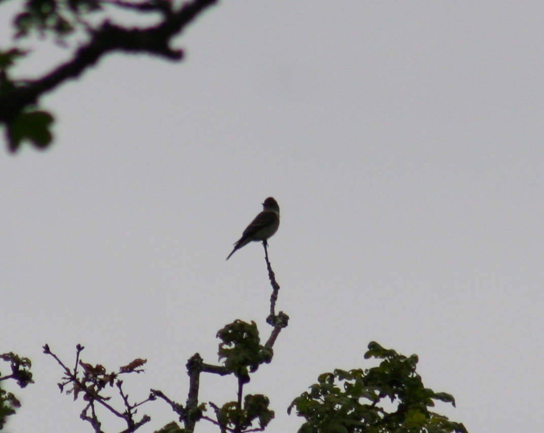 Western Wood-Pewee - ML57604731