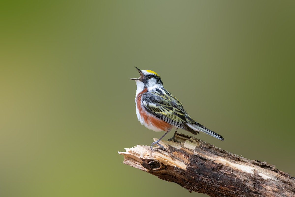 Chestnut-sided Warbler - ML576047521