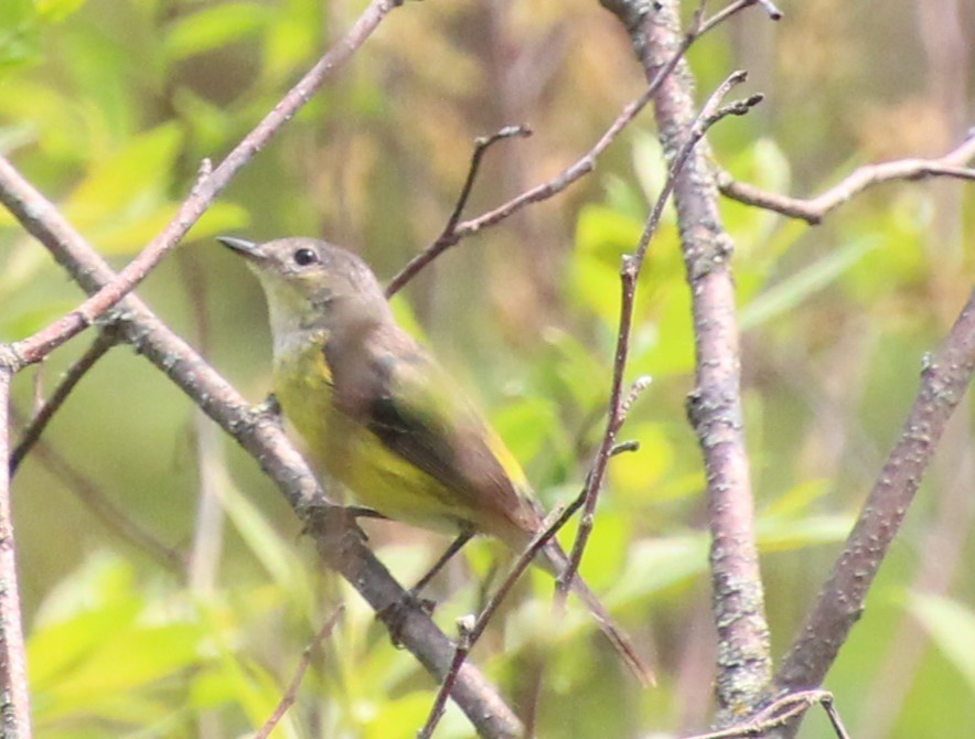 Reinita sp. (Setophaga sp.) - ML576047791