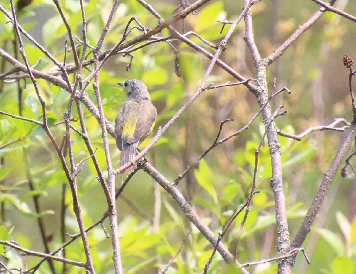 Reinita sp. (Setophaga sp.) - ML576047801