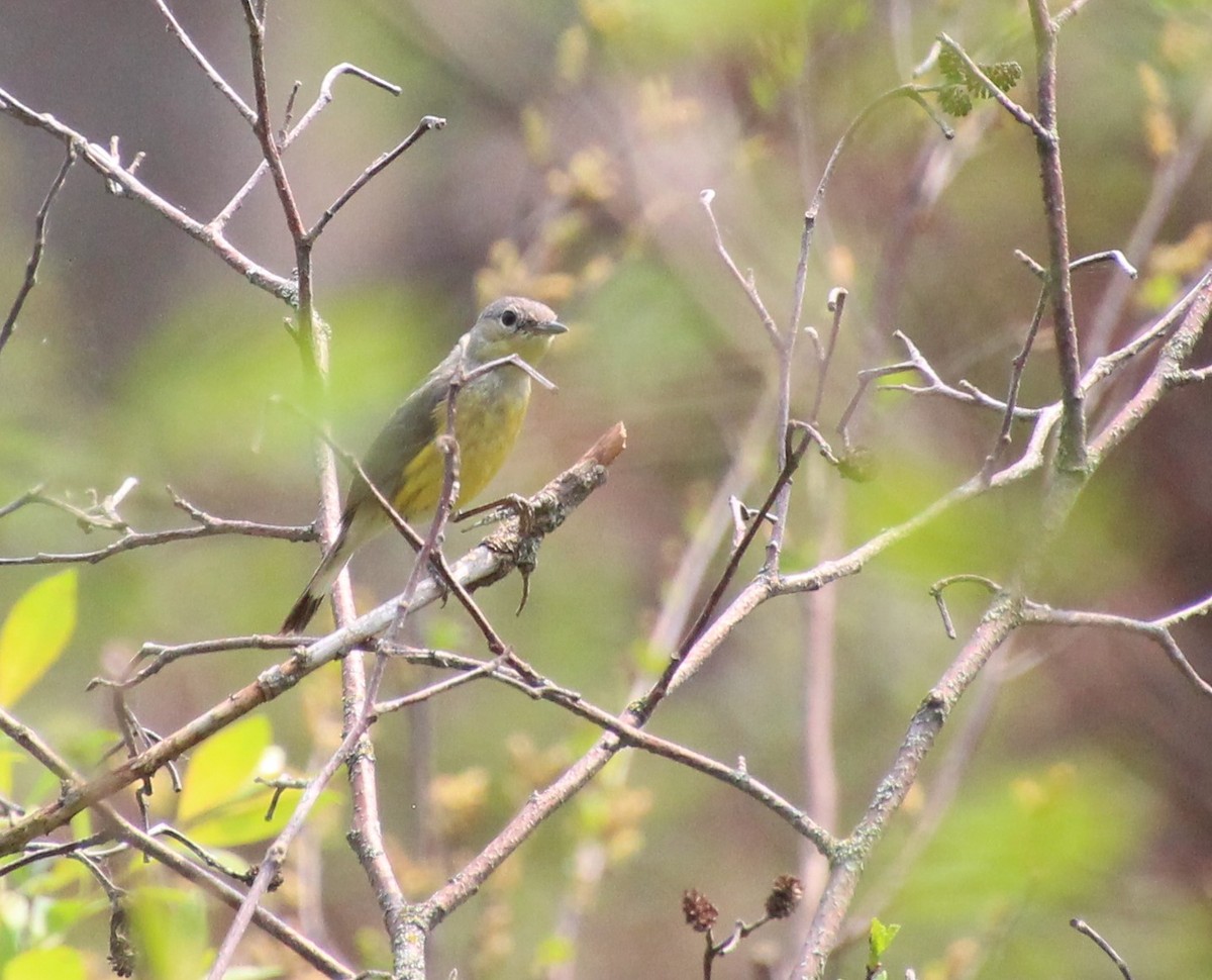 Reinita sp. (Setophaga sp.) - ML576047821