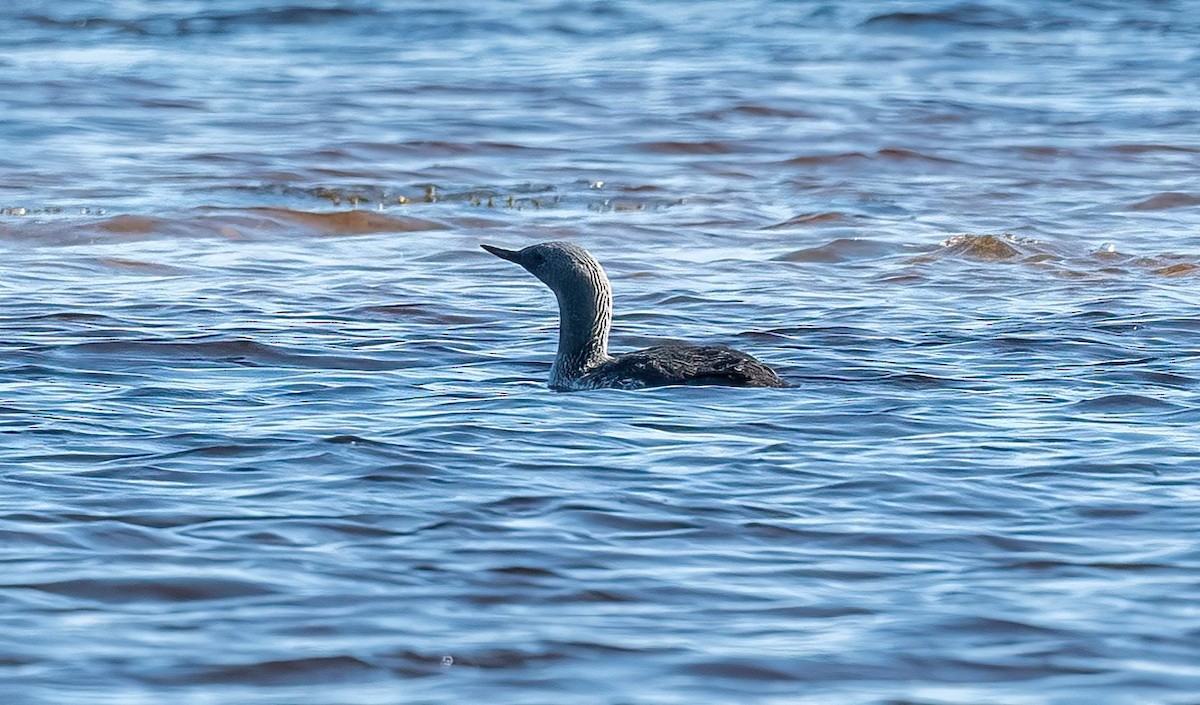Red-throated Loon - ML576048131