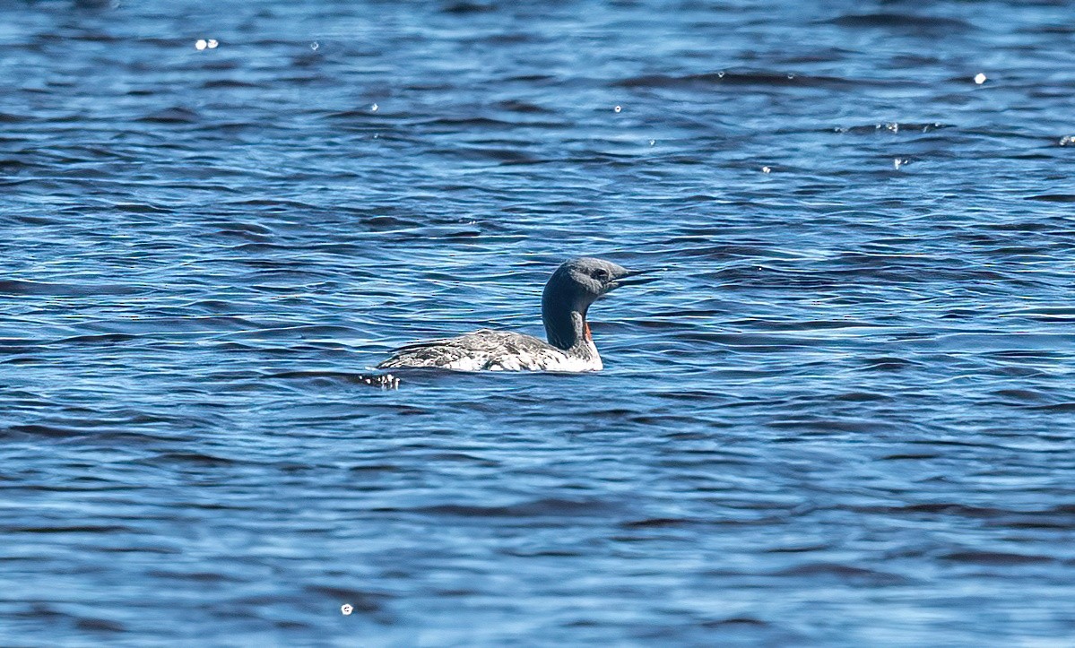 Red-throated Loon - ML576048141