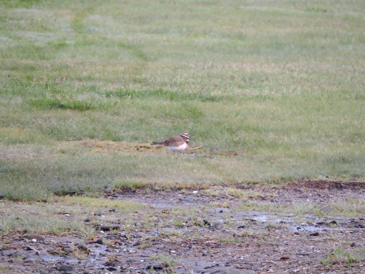 Killdeer - ML576048191