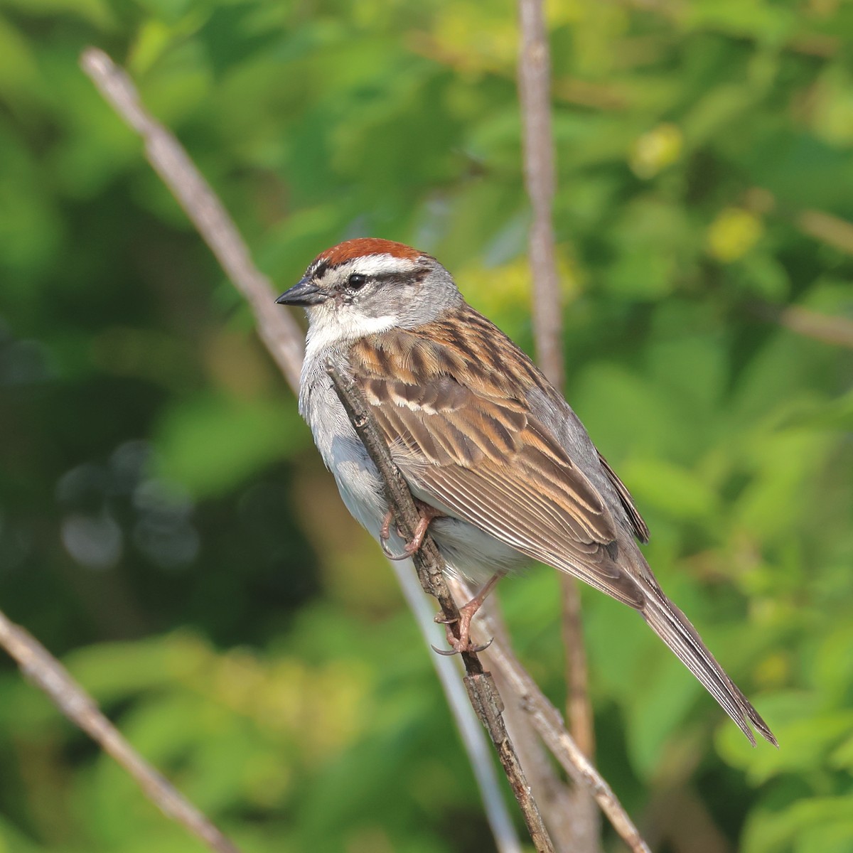 Chipping Sparrow - ML576048241