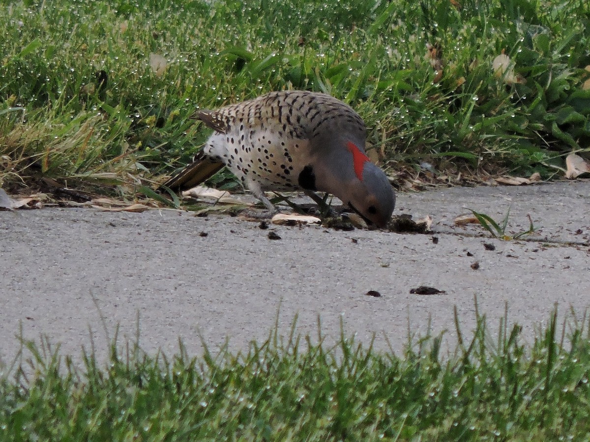 Northern Flicker - ML576048421