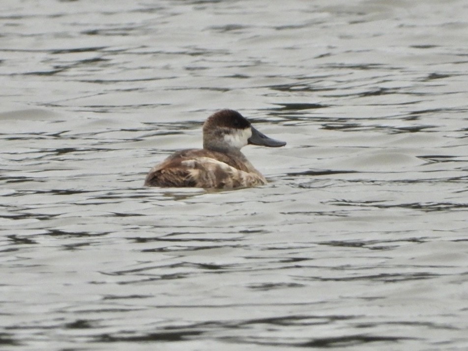 Ruddy Duck - ML576048611